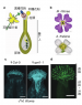 同種と異種の花粉を区別する分子を発見 ～種の壁を自在に制御する技術の開発に期待～