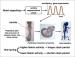 Mechanism for fine-tuning of the biological clock that controls animal development