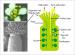 Plants find their own pollen via the neural-transmission-like signaling transduction system