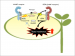 Danger peptide receptor signaling in plants ensures basal immunity upon pathogen-induced depletion of BAK1