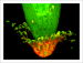 Elucidation of a mechanism regulating active cell detachment from the plant root tip 