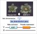 Discovery of the sex determination gene in <span style="font-style:italic">Asparagus officinalis</span> 