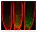 Plant cells survive but stop dividing upon DNA damage