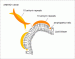 Protein scissors for cellular transport