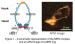 Genome-Maintenance Machine Captured! High-speed atomic force microscopy (AFM) and yeast genetics unveil how a key protein complex in genome maintenance behaves dynamically