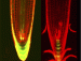 Damage control: Plants juggle genome maintenance and growth by being organized