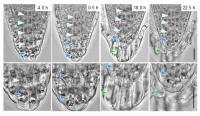 根の先端の細胞がスムーズに剥がれ落ちる仕組みを解明<br />
－オートファジーが細胞を作り変えていた－