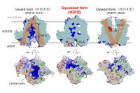 細菌の細胞壁の部品となる脂質IIを輸送する輸送体の新しいかたち（スクイーズド型）の発見