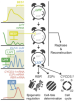 The circadian clock makes sure plant cells have the time of their lives