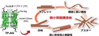 ペプチド融合タンパク質を用いた微小管「超」構造体の構築に初めて成功<br />
〜分子ロボットなどのナノ材料への応用や繊毛・鞭毛の形成原理の解明に期待〜<br />
