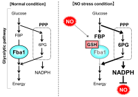 A novel mechanism to protect yeast from nitric oxide