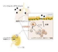 感染細胞を排除する細胞性免疫が肺の組織で誘導、記憶される仕組みを解明<br />
肺でのキラーT 細胞の増殖と常在化に肺胞マクロファージが関与<br />
～新型コロナウイルス感染症の重症化抑制など次世代の細胞移植型ワクチンの開発に期待～