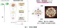 植物は細胞を"寿司詰め"にして形を整える！ 細胞を対称に配置するタンパク質を特定 ～植物の形や成長を促す技術に期待～<br />
