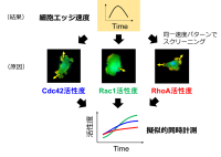細胞の変形・運動に複数のタンパク質が協調して関わる仕組みを数式で解明<br />
複数の分子活性の経時変化を同時測定データとして統合化するデータ解析手法を開発<br />
～がんや免疫、神経疾患など医学生物学研究への応用が期待～