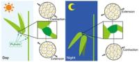 Pulvinar slits in the cell wall of legume motor cells facilitate control of leaf movement