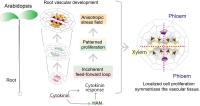 Compressive stress shapes the symmetry of Arabidopsis root vascular tissue