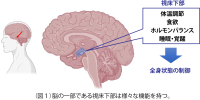 視床下部の小領域の作り分けに成功<br />
〜脳の複雑さが生み出されるメカニズムの一端が明らかに〜