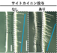 植物が根の表面から『毛』を伸ばす仕組みを発見！