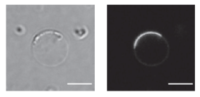 Decoding the mechanisms behind the assembly of BAR proteins that dictate cell curvature