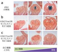 植物の花づくり開始時期を人工的に操作する方法を発見 幹細胞の機能が自己複製から分化へと変わる原因を解明 ～種や果実の増収で食糧の安定供給に期待～