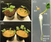 植物根部の浮き上がり現象の力学的仕組みを解明