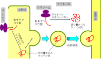 タンパク質を生み出す酵母の新たな品質管理システムを発見<br />
分子の立体構造の異常を生産器官内外で連携してチェック 高品質の有用なタンパク質の生産効率向上へ