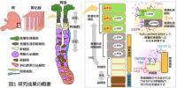 最前線で胃を守れ<br />
～胃粘膜を保護する幹細胞分化制御のしくみを解明～<br />
