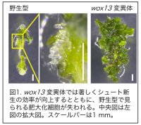 芽を生み出すかどうか、植物カルス細胞の分化を運命づける因子をつきとめた植物の器官再生能力を制御する新たな仕組みを発見<br />
〜農作物の組織培養効率を飛躍的に改善する技術開発に期待〜