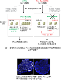 未分化細胞が神経外胚葉に分化する際のゲノム構造制御の一端を発見<br />
〜特異性の高い細胞を安定的に分化させる方法の開発に期待〜<br />
