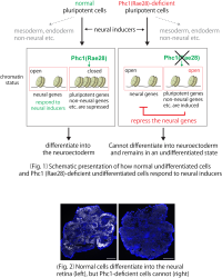 A mechanism controlling the genomic structure during early differentiation into neuroectoderm