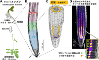 根を成長させる細胞群の振る舞いをつぶさに計測し その変化を明確に提示する技術を開発― 自動顕微鏡・人工知能・人間拡張工学の融合で実現 －