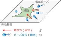 細胞が生み出す力を形の情報を用いて、高精度で推定する技術を開発<br />
～がん、免疫、神経発達など細胞変形が係わる研究への応用が期待～