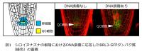 死滅した幹細胞を再生する植物独自のしくみを発見