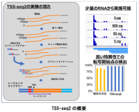 遺伝子の転写開始点の検出法 TSS-seq2 を開発<br />
――メッセンジャーRNA の 5’末端を高い特異性で検出――