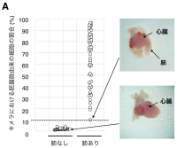 マウス体内でラットの肺を持つキメラ動物の作製に世界で初めて成功<br />
～異種動物の体内で多能性幹細胞由来の肺を作製へ～<br />
移植医療への貢献に期待