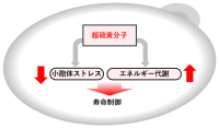 「超硫黄分子」の寿命延長効果を発見<br />
～新たなサプリメントや健康法の開発に期待～