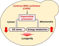 Unraveling the role of supersulfides in regulating mitochondrial function and longevity