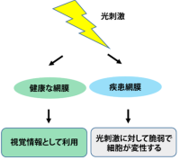 光刺激から目を守る<br />
〜網膜の頑強性を保つ新しいシグナル分子を発見〜