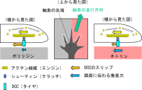 神経細胞が正しい経路に沿って軸索を伸ばす仕組みを解明<br />
～ガイダンス分子と軸索上の受容体の“接着”を利用した 進路決定機構が明らかに～<br />
脳疾患の解明や再生医療への応用に期待