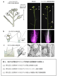 花が散りゆく仕組みを遺伝子から解明<br />
〜オートファジーにより、古い花びらの根本を狙い撃ちして除去していた〜<br />
作物や花卉の落花時期の調節も可能に