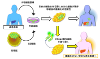 移植後の腫瘍形成を阻止できる iPS 細胞の新たな重要因子を発見<br />
～残存する未分化 iPS 細胞を除去し、再生医療で懸念される腫瘍化のリスクを減らす技術開発が可能に～