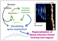 植物がリードするリズムが栄養を与えるバクテリアとの共生に重要<br />
～マメ科植物の根粒菌との共生は、周期的なリズムを伴って調節されていることを発見～