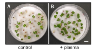 常温大気圧プラズマ照射によって、アブラナ科植物種子の発芽率を向上<br />
〜農業現場での応用に期待〜