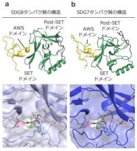 花を咲かせる遺伝子の働きを切り替える仕組みを解明 促進する化学修飾を導入して活性化<br />
～開花時期の操作や食料増産に期待～