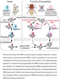 Uncovering the unique roles of Exportin-5 in RNA export within Drosophila cells