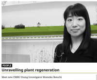 Dr. Momoko Ikeuchi has been elected onto the EMBO (European Molegular Biology Organization) Young Investigators Programme