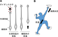 神経細胞が脳内を移動するための新しい仕組みを解明<br />
～細胞は自分のかたちの変化に応えて移動の推進力を生み出す～<br />
脳疾患の原因解明や神経再生医療への応用に期待