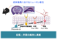 脳の幹細胞の老化メカニズム解明に成功<br />
~細胞若返り誘導法の開発に期待~