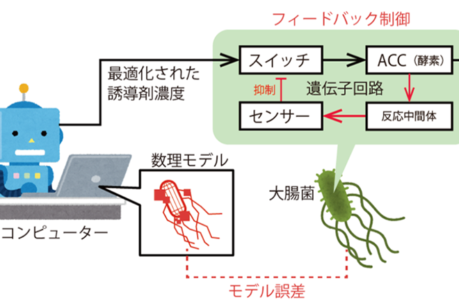 数理モデルの誤差を細胞内のセンサー分子を使って補正する、 コンピューターと細胞が協力するハイブリッドなバイオプロセス制御システムを開発 ～医薬品、食品、化学材料などの有用物質生産への応用に期待～