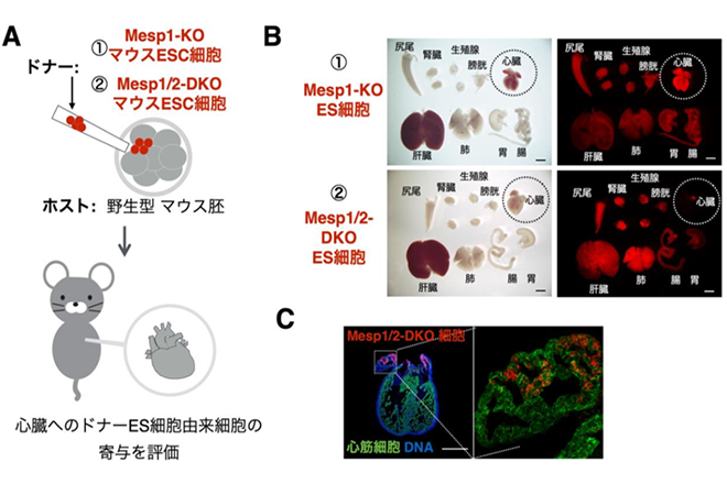 マウス体内でラットの心臓を持つキメラ動物の作製に成功 ～再生臓器の移植医療への応用に新たな道拓く～